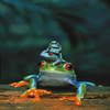 frog and babies
